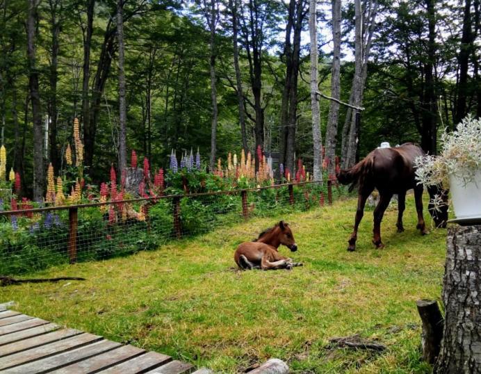Bosque Holistico Del Fin Del Mundo Hotell Ushuaia Eksteriør bilde