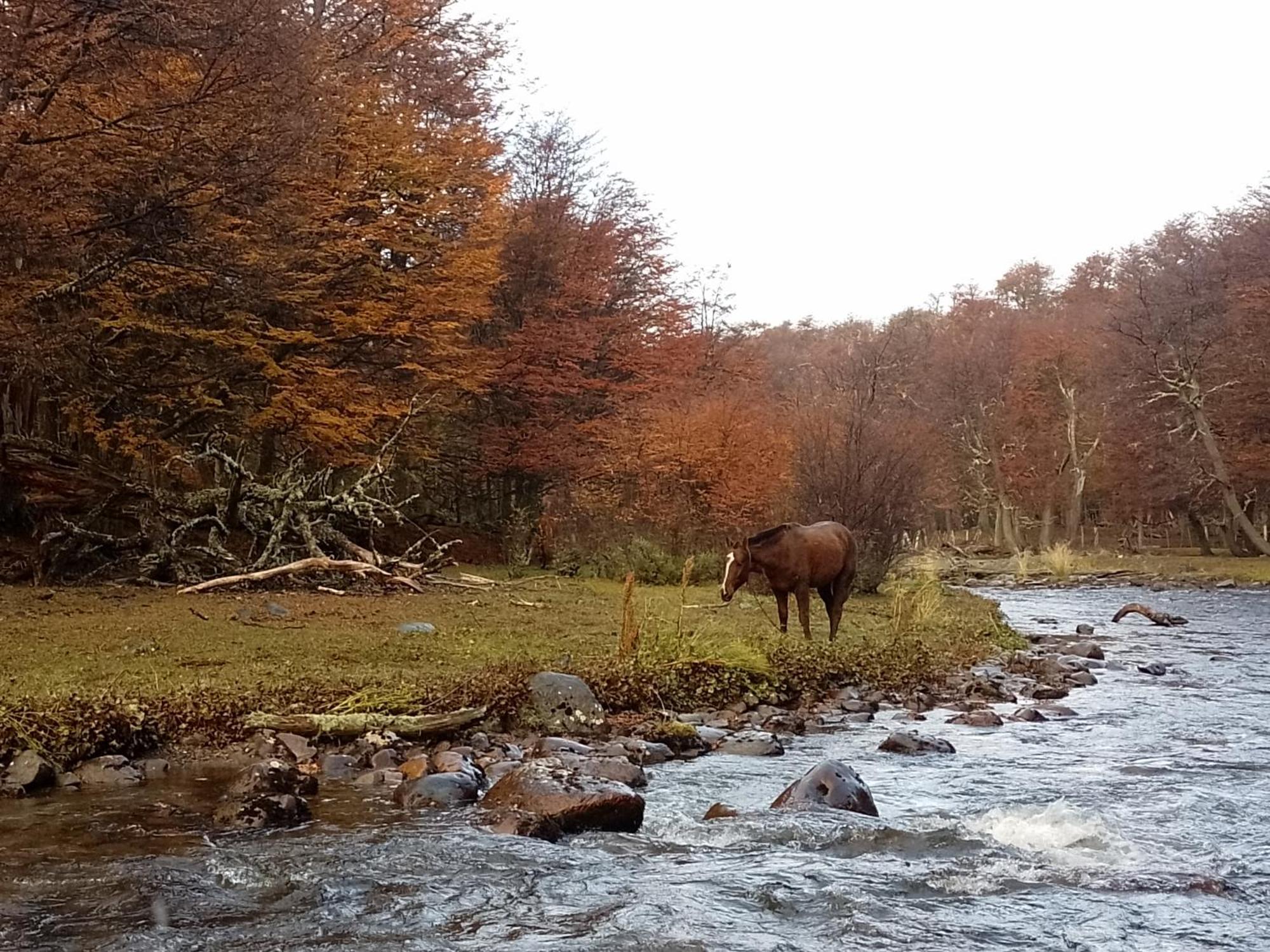 Bosque Holistico Del Fin Del Mundo Hotell Ushuaia Rom bilde